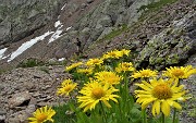 76  Estese fioriture di Doronico dei macereti (Doronicum grandiflorum)